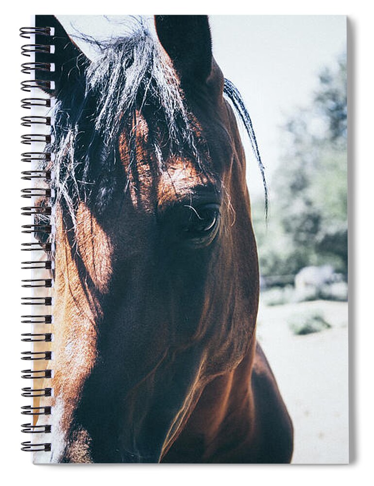 Horse Spiral Notebook featuring the photograph Horses on summer meadow I by Dimitar Hristov
