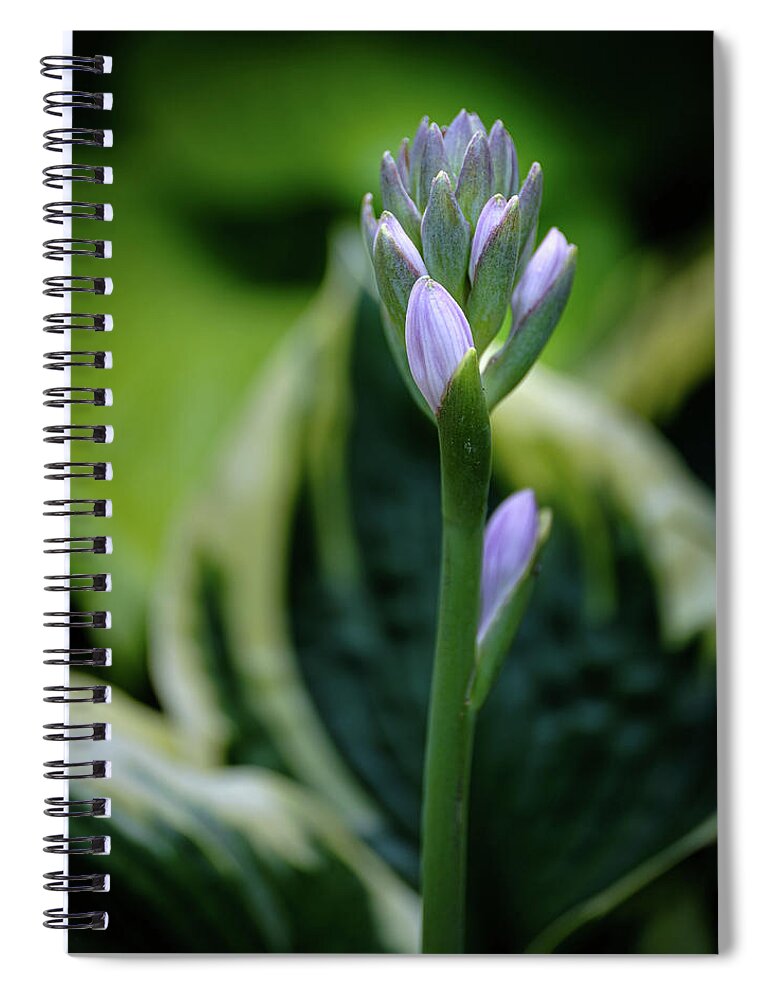Hosta; Bloom; Flower Spiral Notebook featuring the photograph Hosta in Bloom by Georgette Grossman