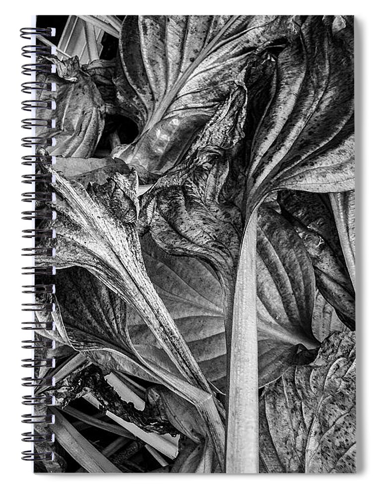 Black And White Spiral Notebook featuring the photograph Hosta VI BW by David Gordon