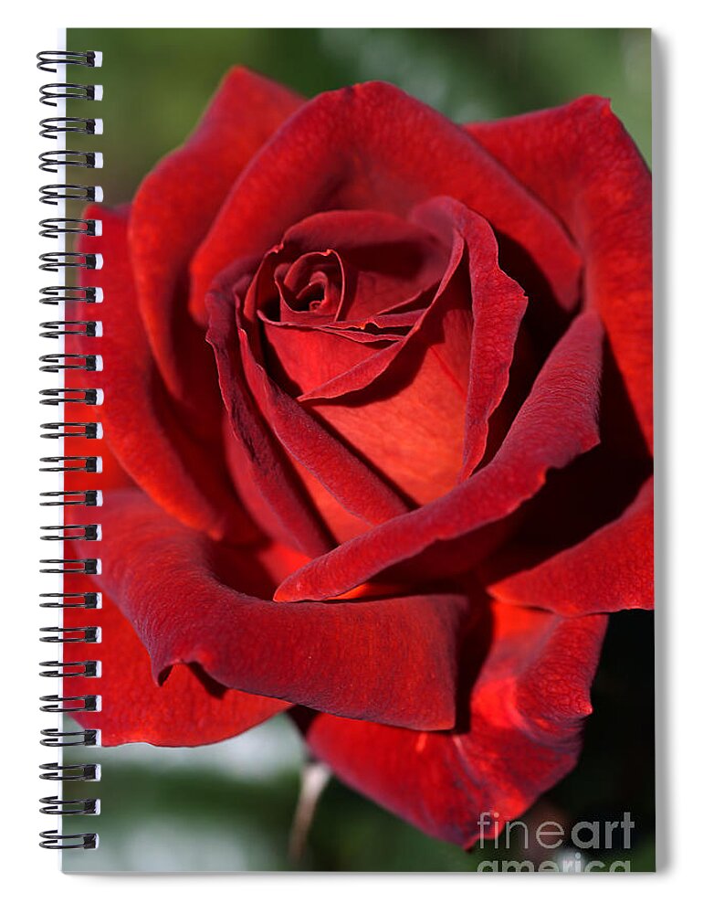 Bubbleblue Spiral Notebook featuring the photograph Hot Chocolate Rose by Joy Watson