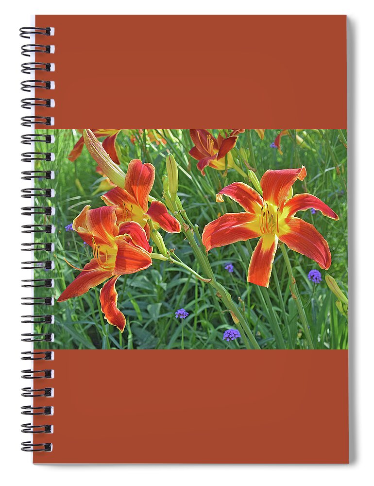 Daylilies Spiral Notebook featuring the photograph Hot July Field of Daylilies by Janis Senungetuk