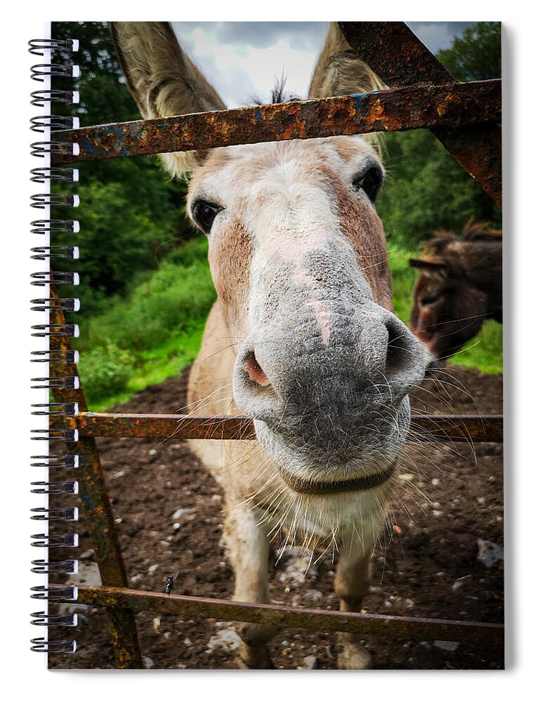Donkey Spiral Notebook featuring the photograph How're Ya by Mark Callanan