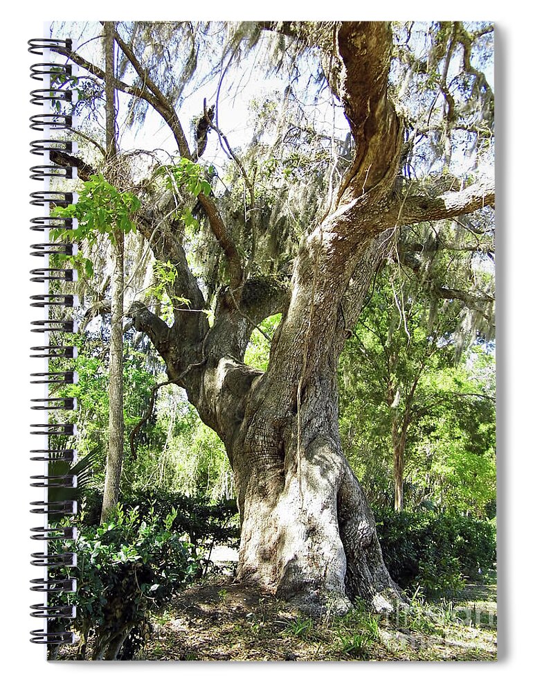 Tree Spiral Notebook featuring the photograph Huge Oak At Kingsley Plantation by D Hackett