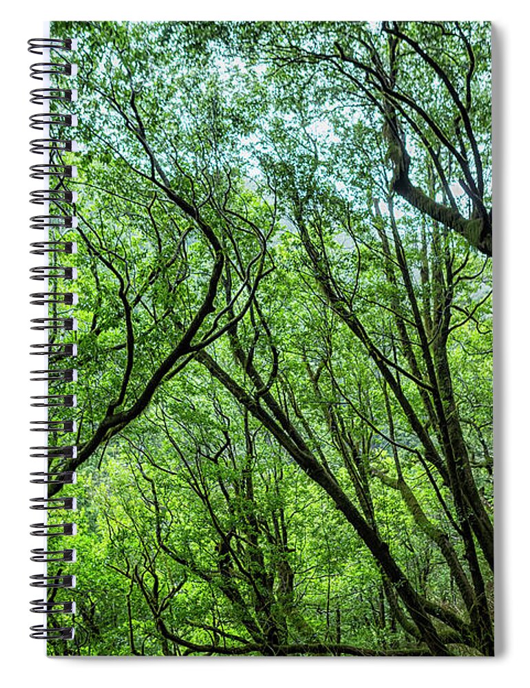 Humbug Mountain Trail Spiral Notebook featuring the photograph Humbug Mountain Canopy of Trees by Belinda Greb