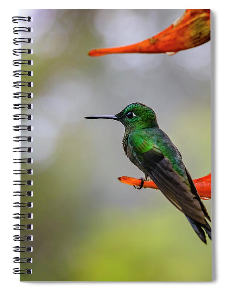 Animal Spiral Notebook featuring the photograph Humingbird on Heliconia Flower by Oscar Gutierrez