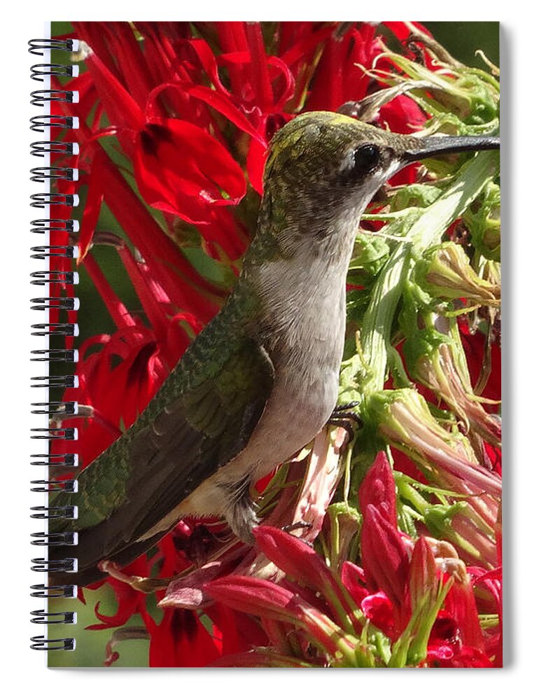 Copyright 2022 By Christopher Plummer Spiral Notebook featuring the photograph Hummers Day 2-09 by Christopher Plummer