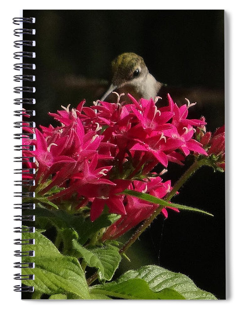 5 Star Spiral Notebook featuring the photograph Hummers on Deck- 2-03 by Christopher Plummer