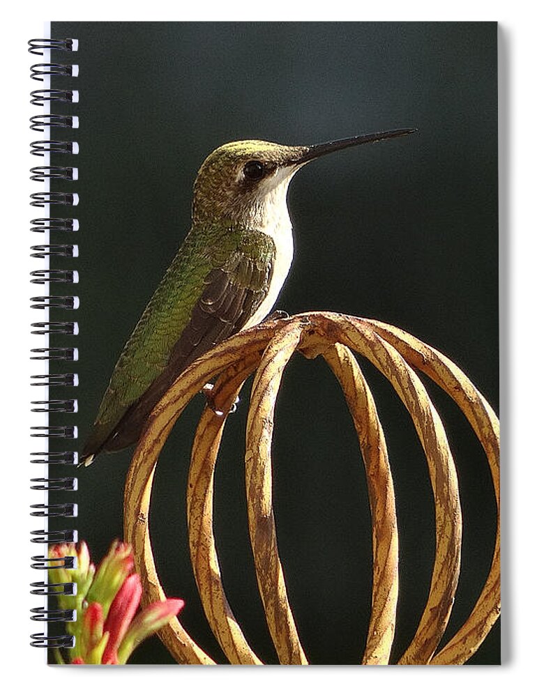 5 Star Spiral Notebook featuring the photograph Hummers on Deck- 2-04 by Christopher Plummer