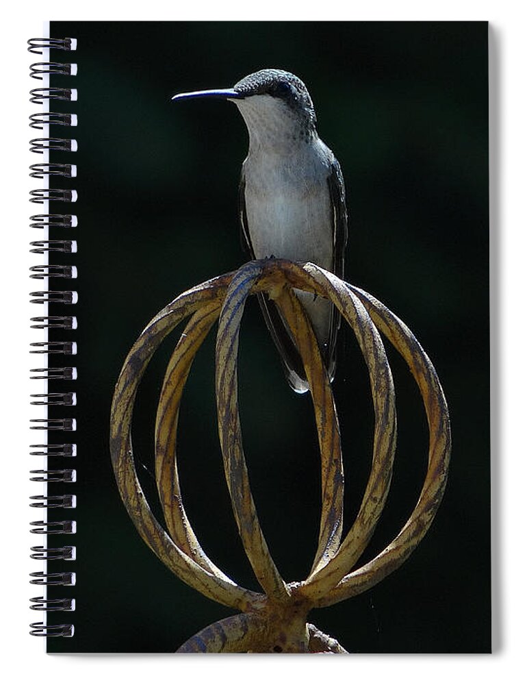 5 Star Spiral Notebook featuring the photograph Hummers on Deck- 2-05 by Christopher Plummer