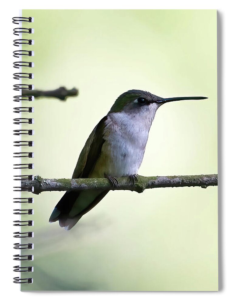 Hummingbird Spiral Notebook featuring the photograph Humming Bird on Branch by Flinn Hackett