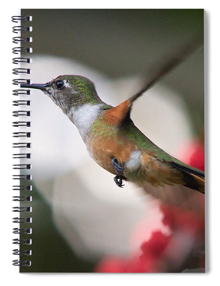 Hummingbird Spiral Notebook featuring the photograph Humming Bird taking a sip of nectar by Montez Kerr