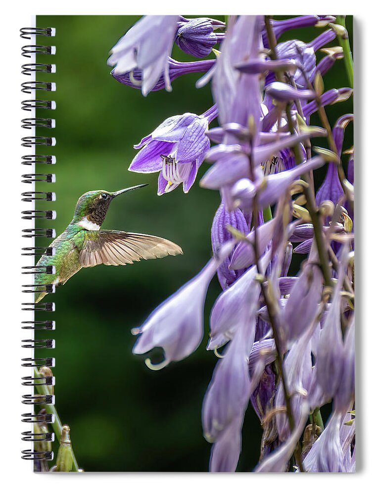 Humming Spiral Notebook featuring the photograph Hummingbird 2 by David Hart