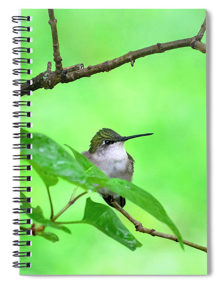 Hummingbird Spiral Notebook featuring the photograph Hummingbird Green by Christina Rollo