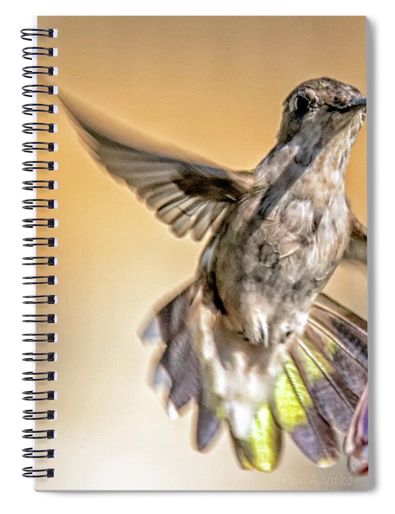 Hummingbird Spiral Notebook featuring the photograph Hummingbird look by Paul Vitko