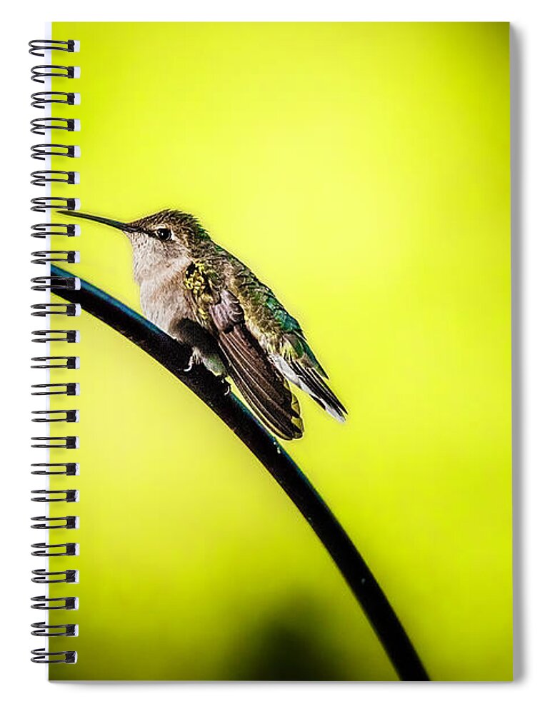  Spiral Notebook featuring the photograph Hummingbird Love by Nicole Engstrom