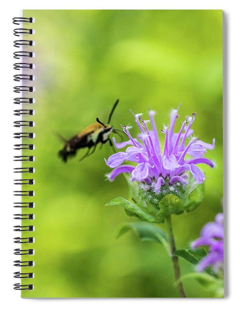 Plants Spiral Notebook featuring the photograph Hummingbird Moth - Delaware Water Gap by Amelia Pearn