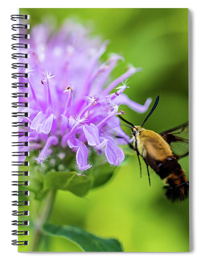 Plants Spiral Notebook featuring the photograph Hummingbird Moth - Delaware Water Gap PA by Amelia Pearn