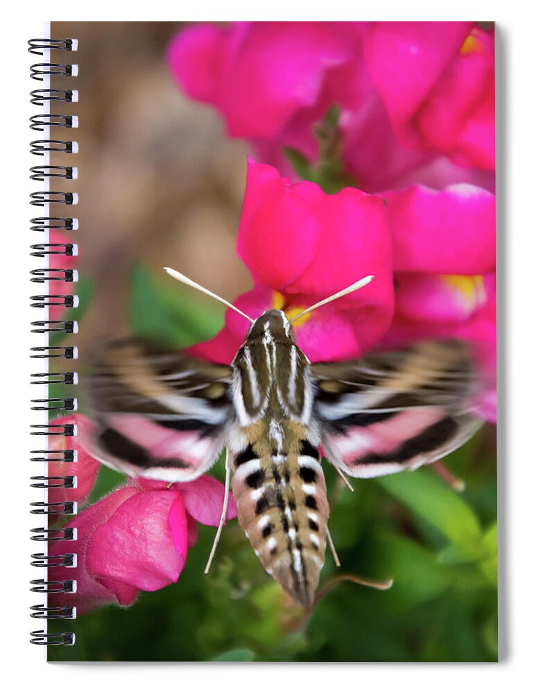 Colorado Flowers Spiral Notebook featuring the photograph Hummingbird Moth in Motion by Debra Martz