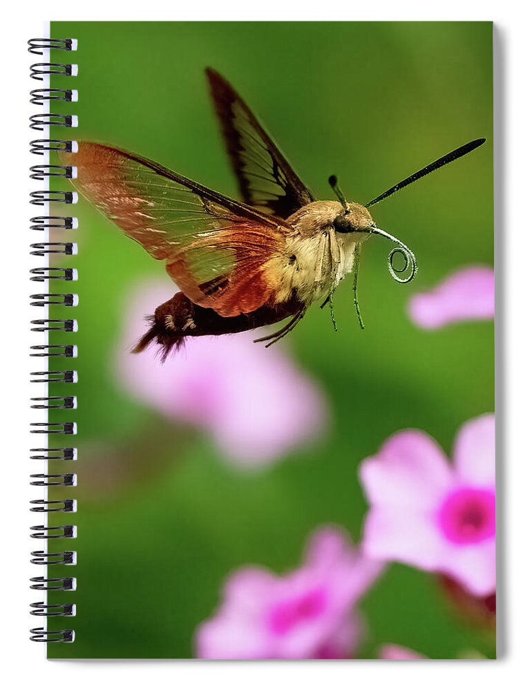 Moth Spiral Notebook featuring the photograph Hummingbird Moth by William Jobes
