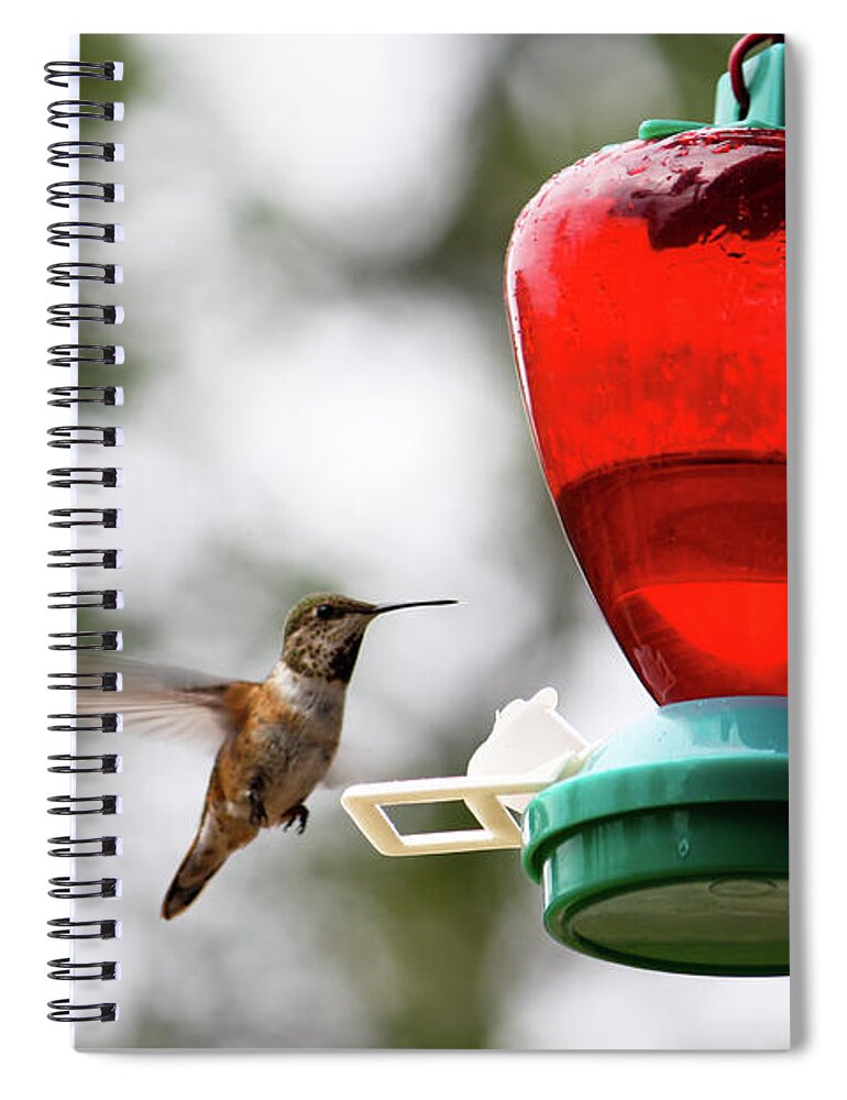 Rocky Mountains Spiral Notebook featuring the photograph Hummingbird by Wilko van de Kamp Fine Photo Art