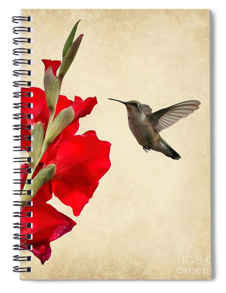 Hummingbird Spiral Notebook featuring the photograph Hummingbird with Red Gladiolus Creative by Carol Groenen