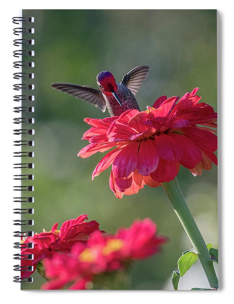 Kmaphoto Spiral Notebook featuring the photograph Hummingbird Zinnia by Kristine Anderson