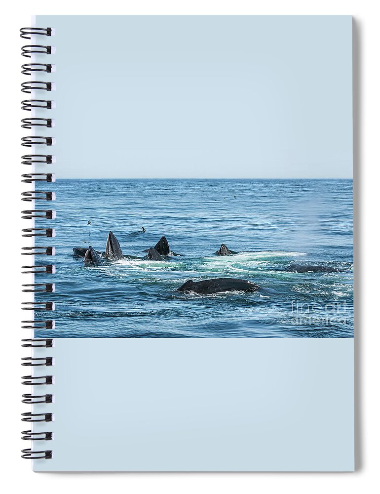 Humpback Spiral Notebook featuring the photograph Humpback Feeding Frenzy by Lorraine Cosgrove