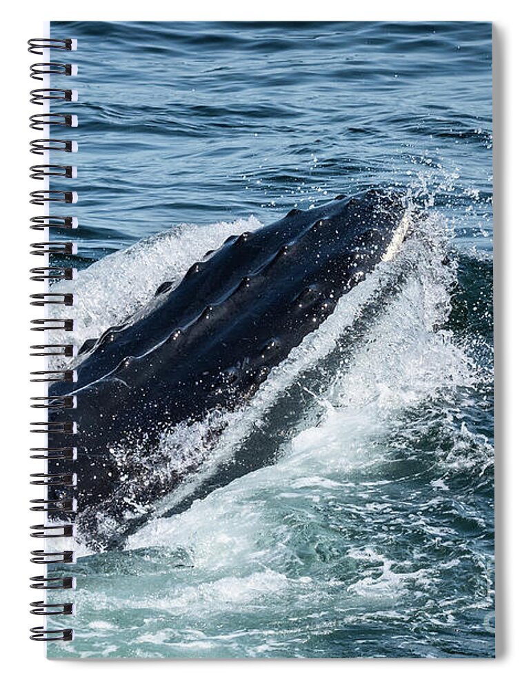 Humpback Spiral Notebook featuring the photograph Humpback Whale Gulp by Lorraine Cosgrove