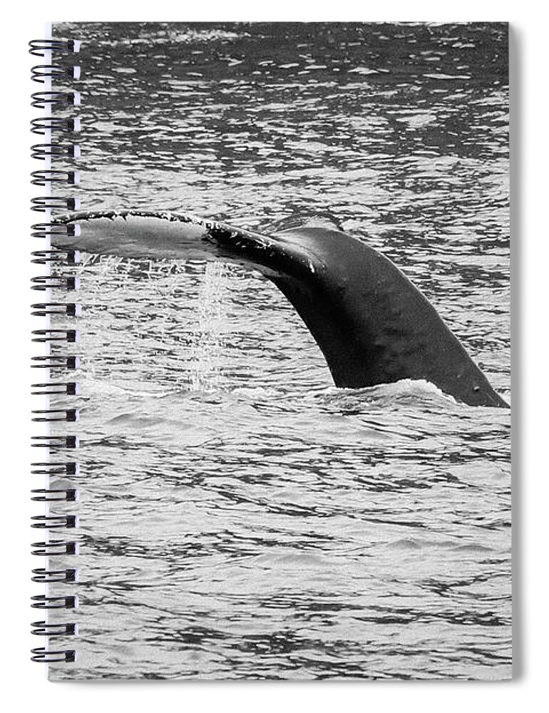 Humpback Whale Spiral Notebook featuring the photograph Humpback Whale Tale Grayscale by Jennifer White