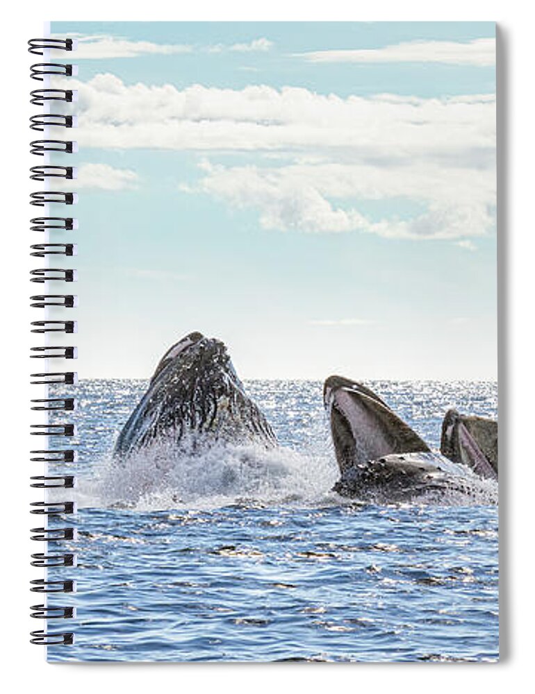 Whale Spiral Notebook featuring the photograph Humpbacks in a Row by Michael Rauwolf