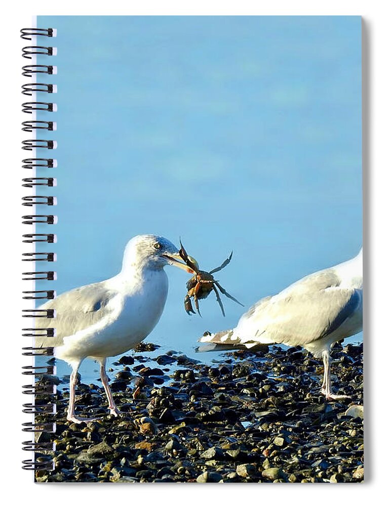 Seagulls Spiral Notebook featuring the photograph Hungry? by Beth Myer Photography