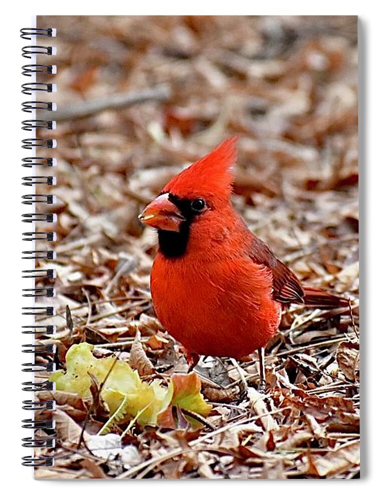 Hungry Male Northern Cardinal Spiral Notebook featuring the digital art Hungry Male Northern Cardinal by Tammy Keyes