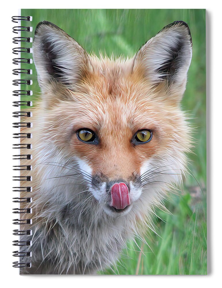 Hungry Spiral Notebook featuring the photograph Hungry Fox by White Mountain Images