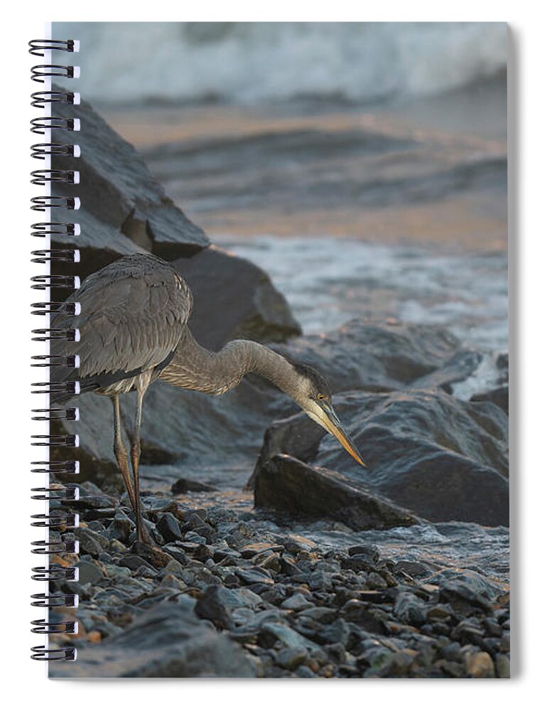 Great Blue Heron Spiral Notebook featuring the photograph Hunting Heron by Wade Aiken