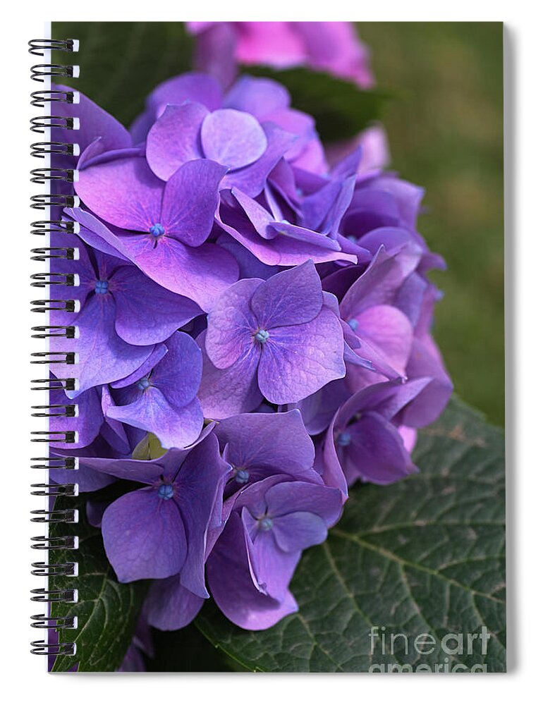 Hydrangea Spiral Notebook featuring the photograph Hydrangea Mauves And Pinks by Joy Watson