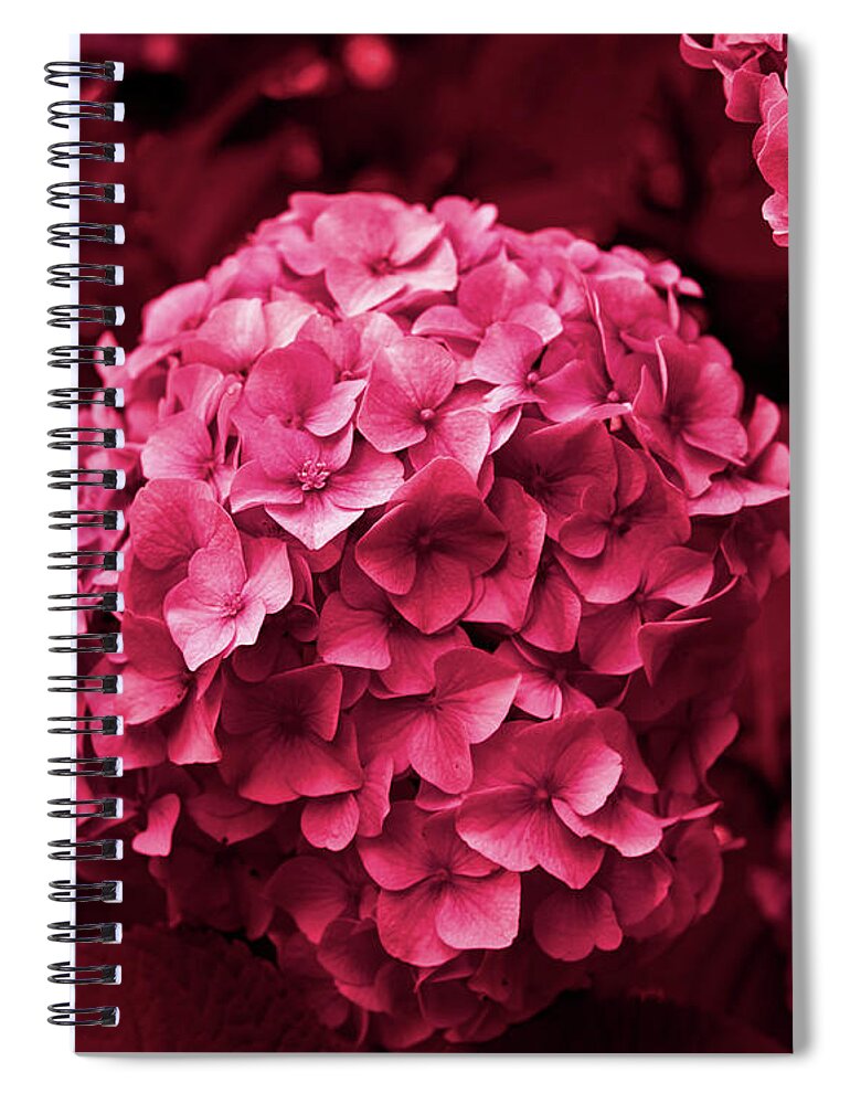 Hydrangeas Spiral Notebook featuring the photograph Hydrangeas in Vivid Magenta by Maria Janicki