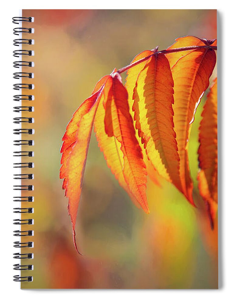  Spiral Notebook featuring the photograph I Could Have Reached Out by Marilyn Cornwell