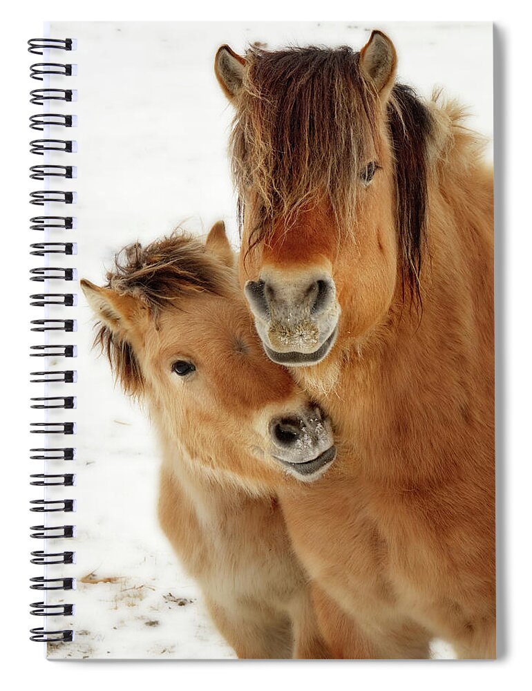 Norwegian Fjord Horse Spiral Notebook featuring the photograph I Love my Mama - Norwegian Fjord horses - colt nuzzles mother by Peter Herman
