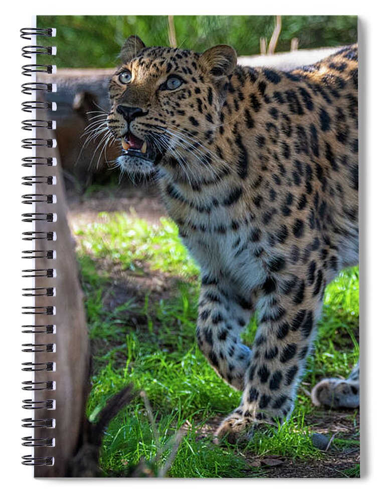 Cat Spiral Notebook featuring the photograph I See Food by David Levin