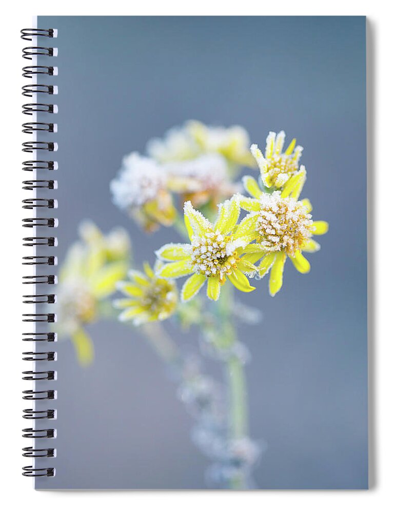 Flower Spiral Notebook featuring the photograph Ice Flowers by Anita Nicholson