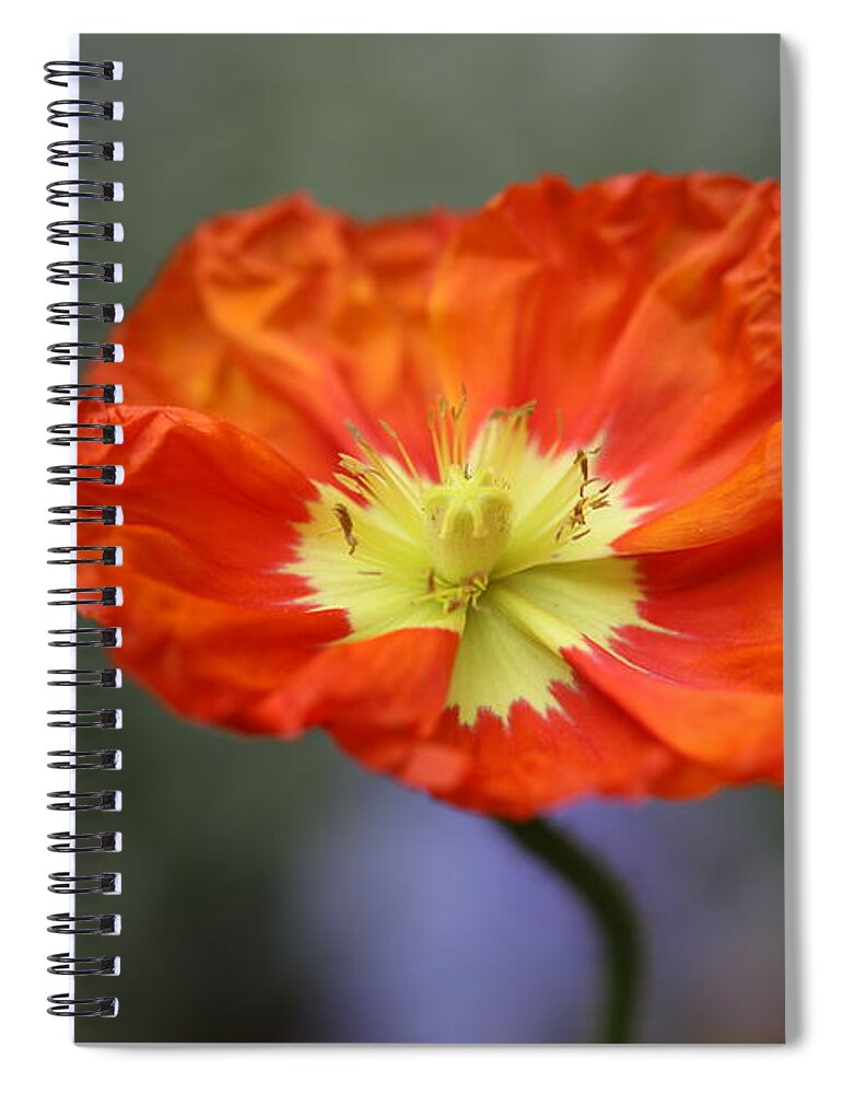 Iceland Poppy Spiral Notebook featuring the photograph Iceland Poppy by Tammy Pool