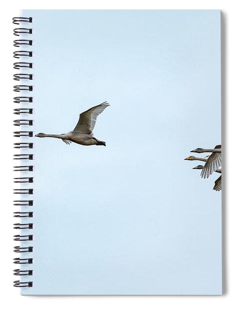 Iceland Spiral Notebook featuring the photograph Iceland Swans by Phil Marty