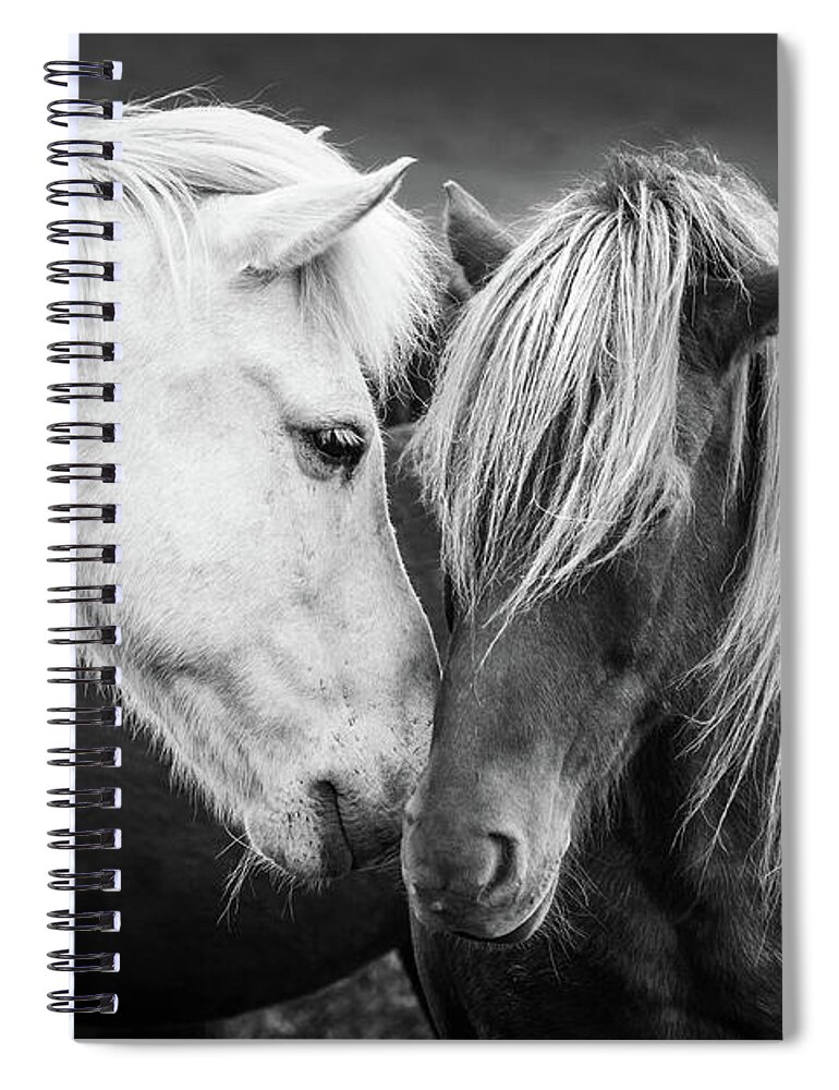 Horses Spiral Notebook featuring the photograph Icelandic horses, black and white by Delphimages Photo Creations