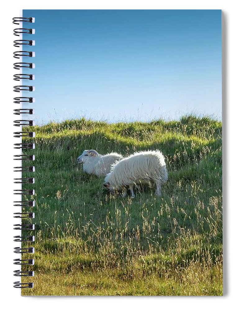 Sheep Spiral Notebook featuring the photograph Icelandic Sheep by Rebecca Herranen