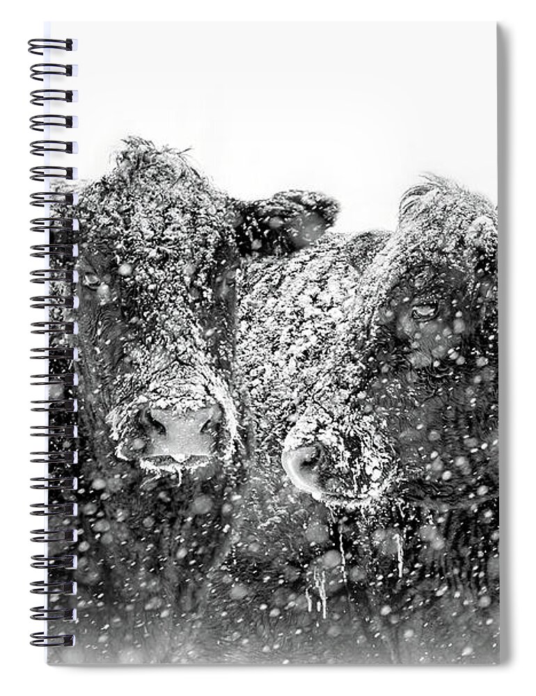 Cattle Spiral Notebook featuring the photograph Icicles on my Nose Black Angus Cows by Jennie Marie Schell