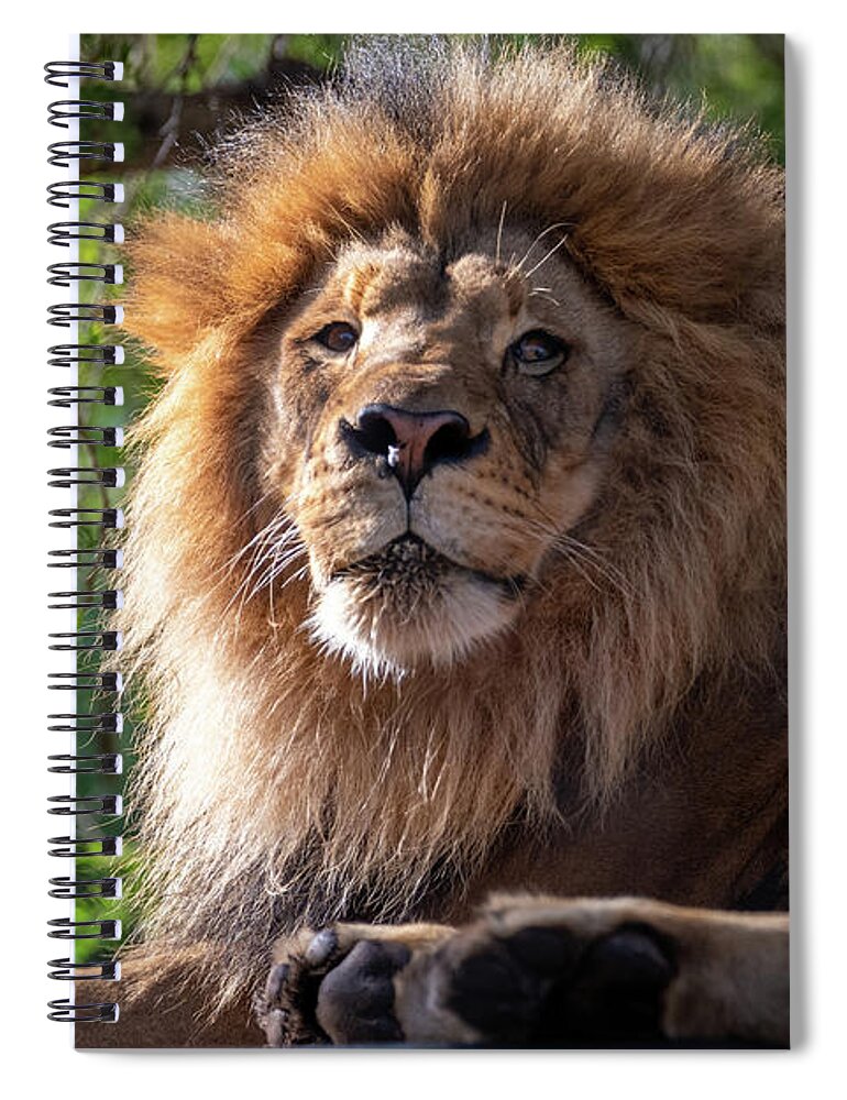 David Levin Photography Spiral Notebook featuring the photograph I'm Looking at You by David Levin