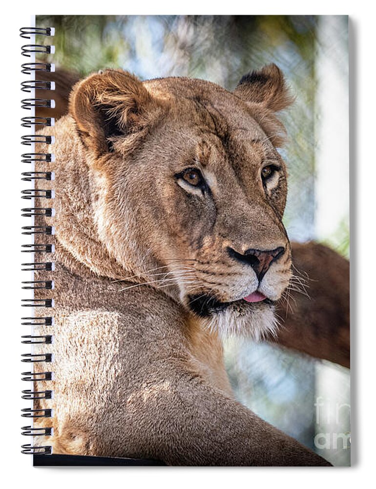 Cat Spiral Notebook featuring the photograph I'm Not Watching You by David Levin