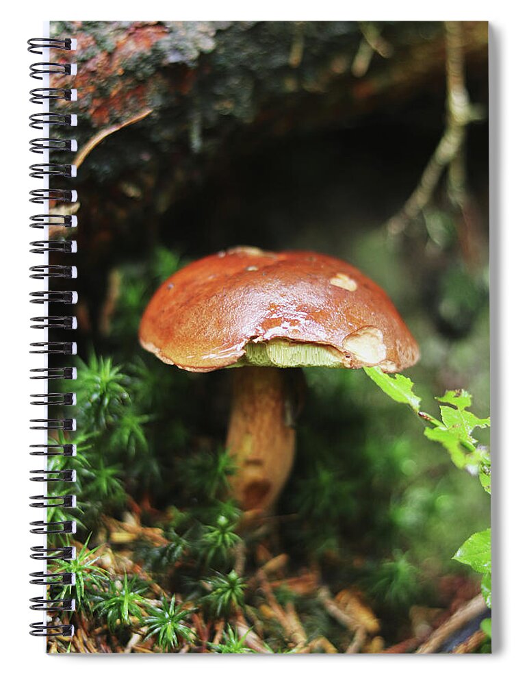 Autumn Spiral Notebook featuring the photograph Imleria badia found her birthplace by Vaclav Sonnek