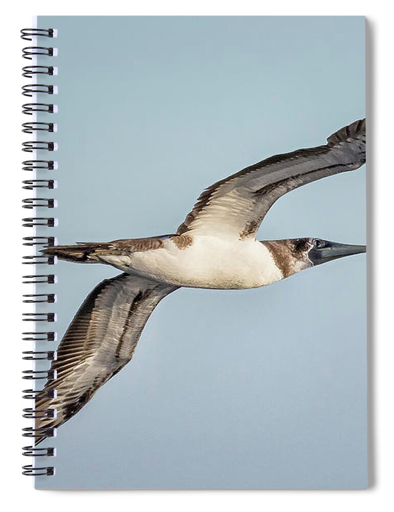 Masked Booby Spiral Notebook featuring the photograph Immature Masked Booby, No. 4 by Belinda Greb