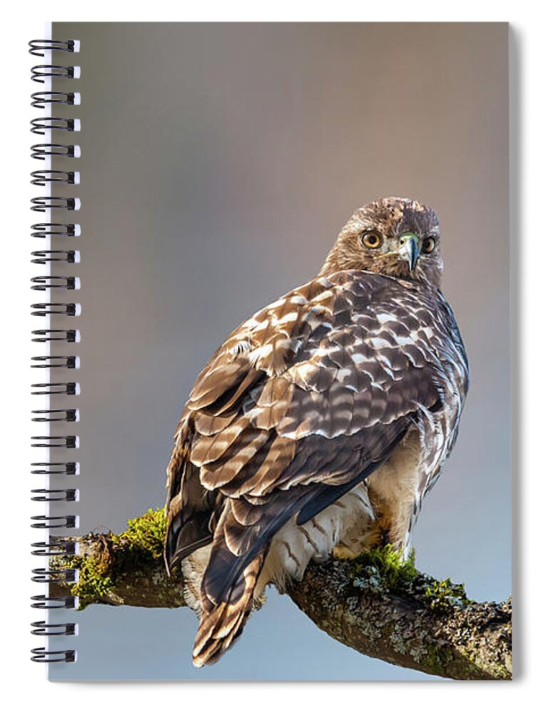 Animal Spiral Notebook featuring the photograph Immature Red Tailed Hawk in a Tree by Jeff Goulden